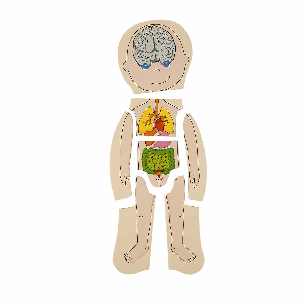 Woody Play Learn Layered Human Body Wooden Puzzle 4 x 7 Pieces