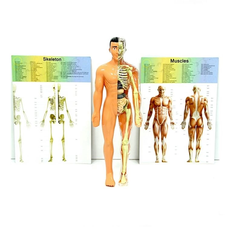 The Human Body 3D Training Set 3302
