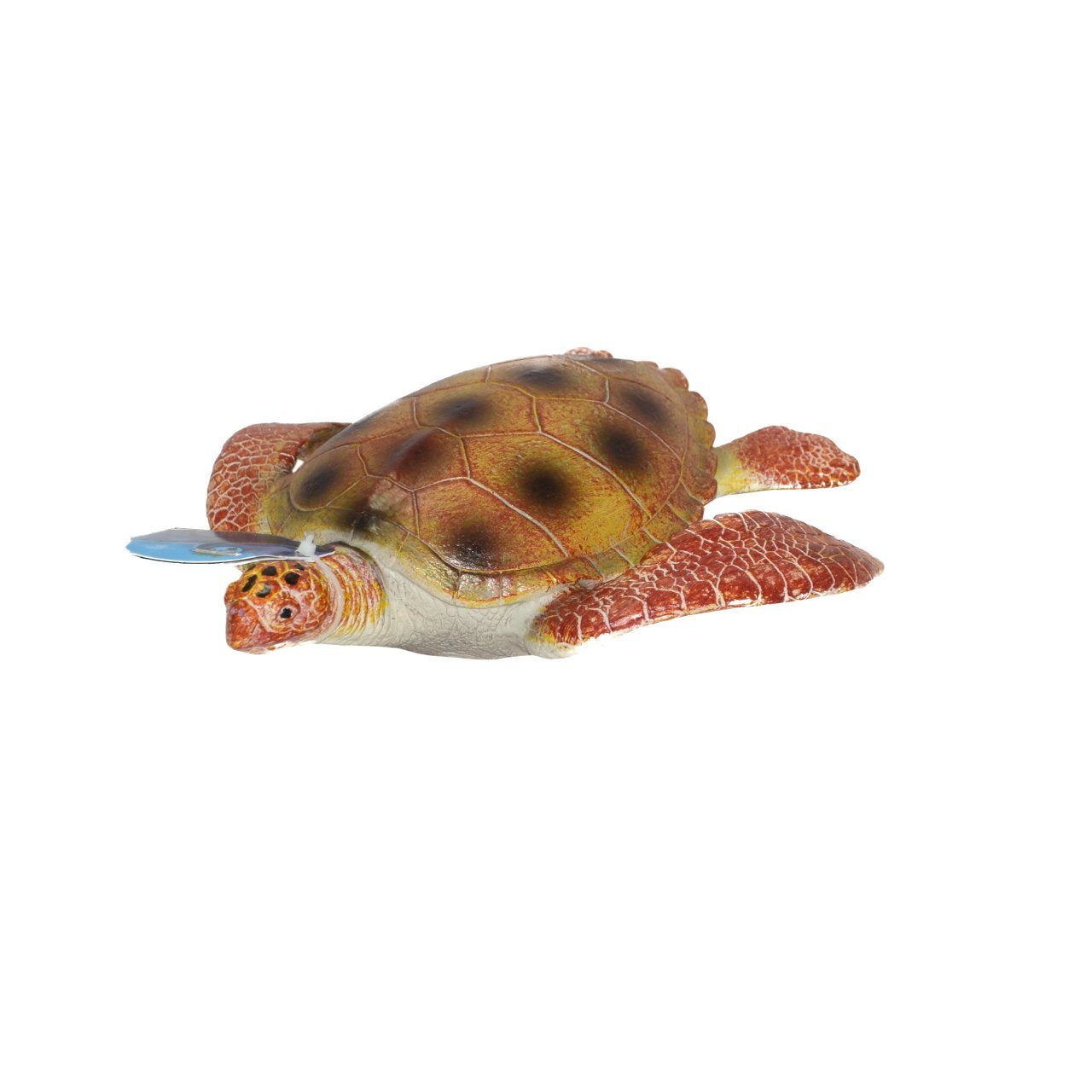 Soft Sea Animals