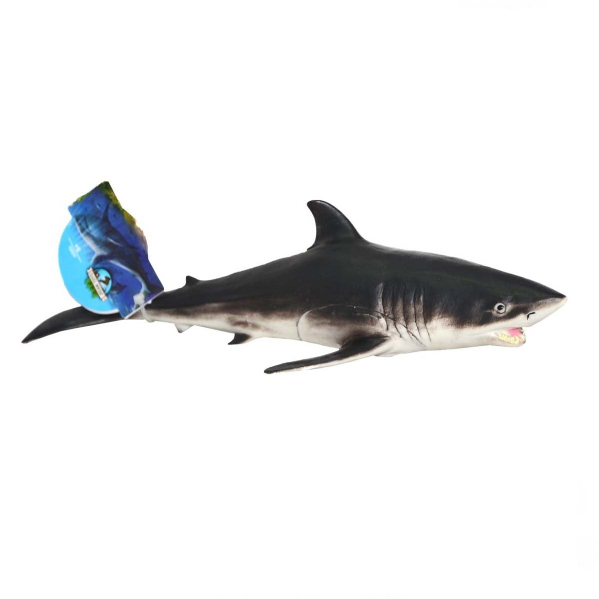 Soft Sea Animals