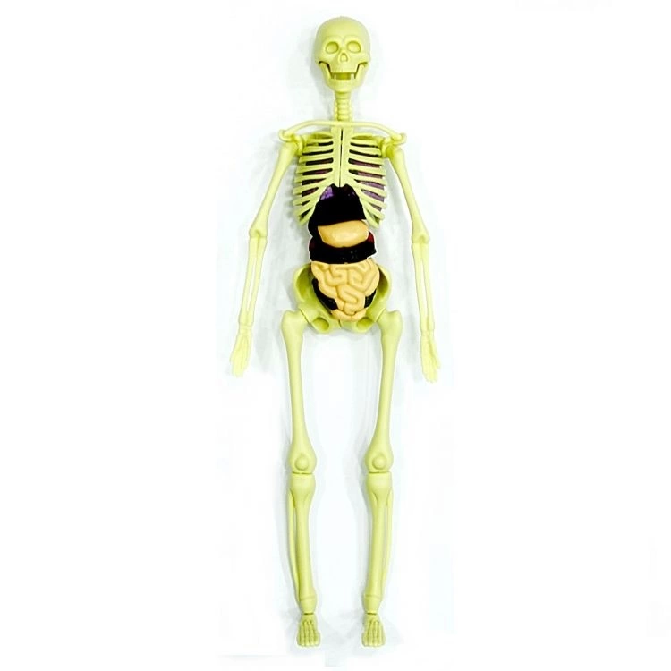The Human Body 3D Training Set 3302