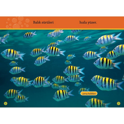 Colorful Fishes Reading Book