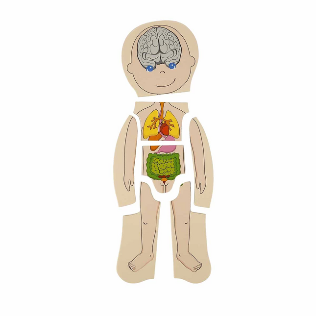 Woody Play Learn Layered Human Body Wooden Puzzle 4 x 7 Pieces