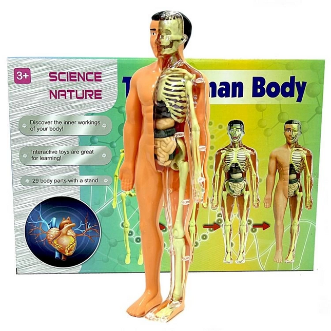 The Human Body 3D Training Set 3302