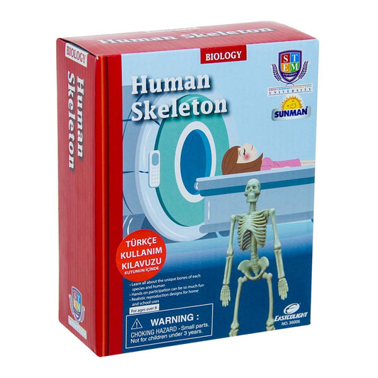 Science Set: Human Skeleton