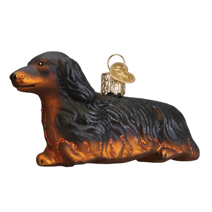 Long-haired Dachshund