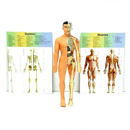 The Human Body 3D Training Set 3302