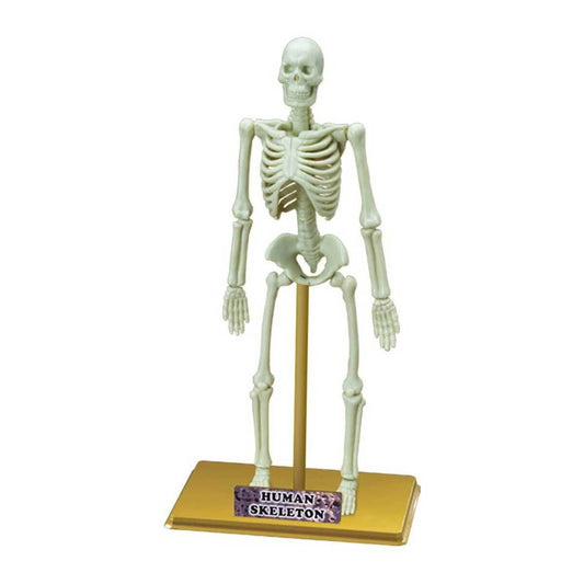 Science Set: Human Skeleton