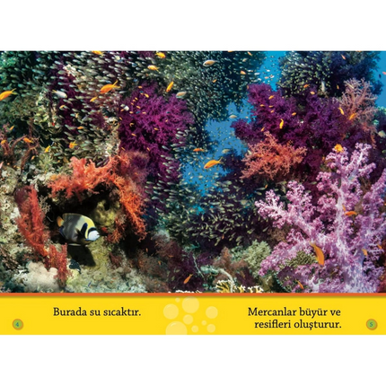 Colorful Fishes Reading Book