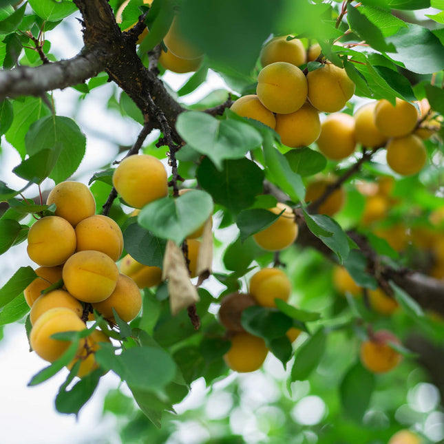 Cerez Pazari Dried Apricots Extra Jumbo Size, Turkish Premium Quality, Healthy Snack for Kids & Adults, Dehydrated, No Sugar Added, Non-GMO, Gluten-Free, With Vitamin E & More, Resealable, 1.5 lbs.