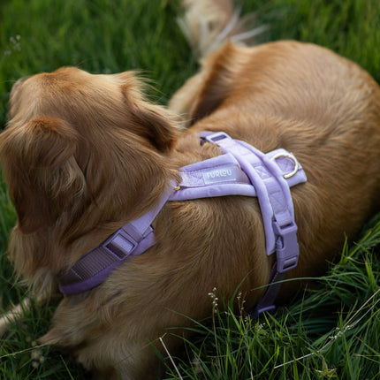 Lila - Kadife Köpek Tasması