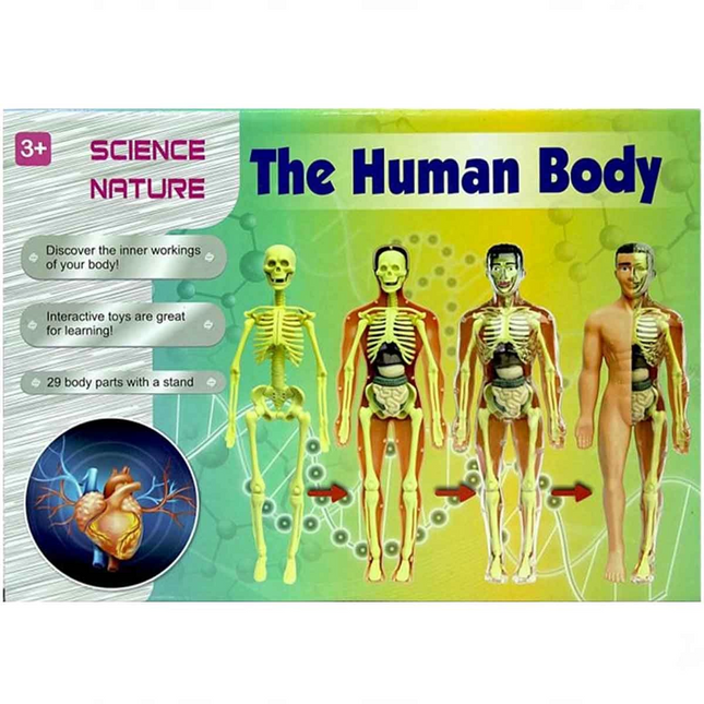 The Human Body 3D Training Set 3302