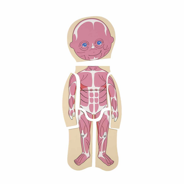 Woody Play Learn Layered Human Body Wooden Puzzle 4 x 7 Pieces