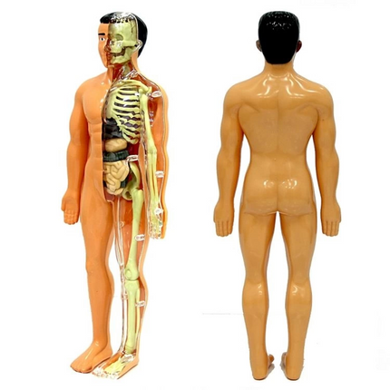 The Human Body 3D Training Set 3302