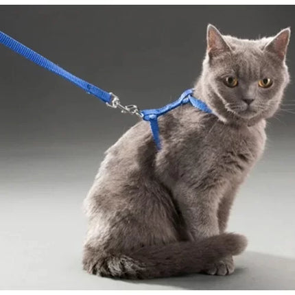 Kedi Tasması