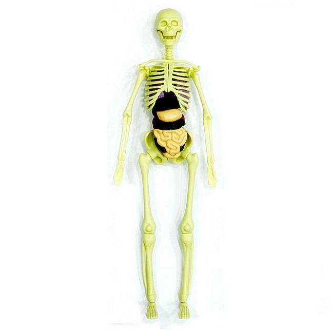 The Human Body 3D Training Set 3302