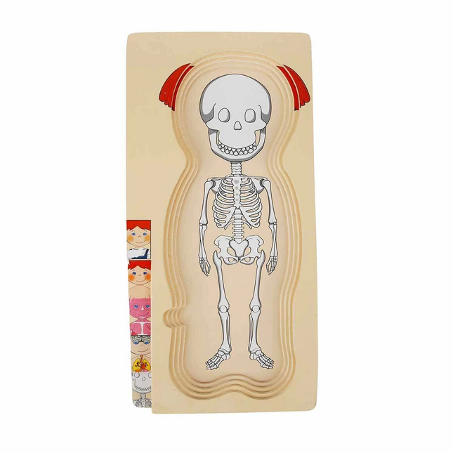Woody Play Learn Layered Human Body Wooden Puzzle 4 x 7 Pieces